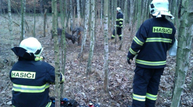 Litovelští hasiči vyprošťovali daňka zamotaného v drátech