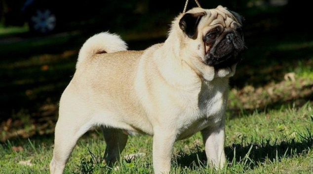 Zájemce o mopse naletěl podvodníkovi a přišel o deset tisíc