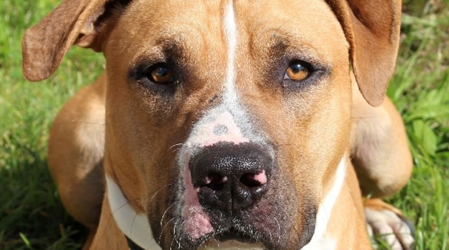 ROKY – díváte se do očí vítězi soutěže HAFAN SYMPAŤÁK 2012