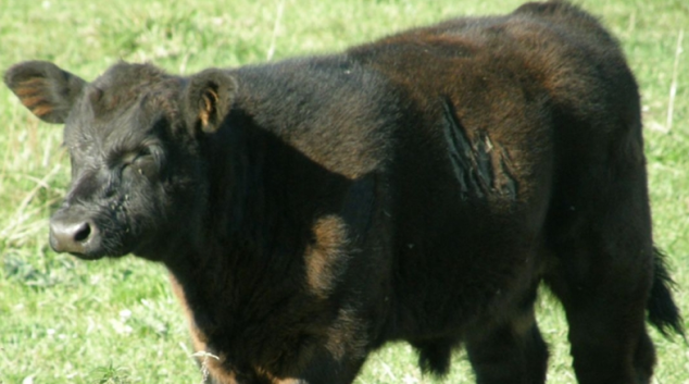 AKTUALIZOVÁNO:Pětaosmdesátikilové tele ukradl zloděj v Březné