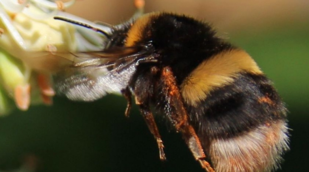 Olomoucký kraj podpoří začínající včelaře