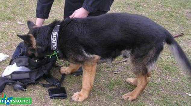 Policejní pes Mazym hledal ztraceného tanečníka