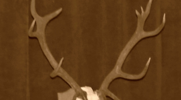 Chataři ve Velkém Vrbně ukradli parohy