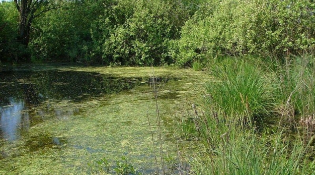 V Litovelském Pomoraví bude méně komárů