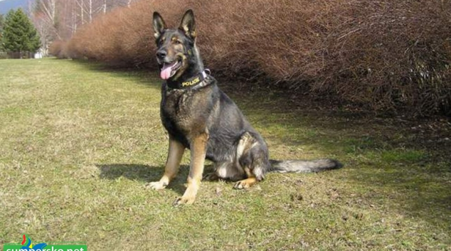 Bleskový zásah policejního psa Flecka