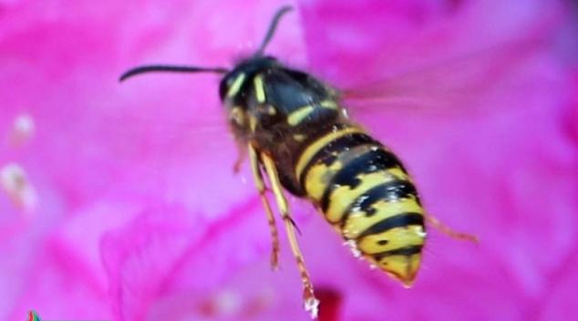 Co je dobré znát, než zavoláte hasiče, kvůli obtížnému hmyzu