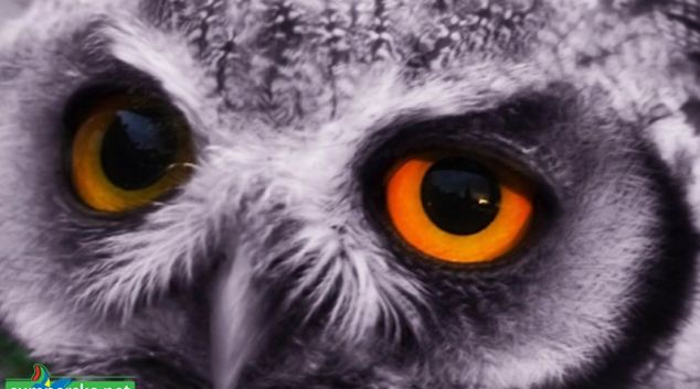 Vydat se za přírodou můžete i v šumperském muzeu