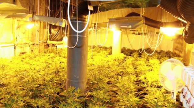 AKTUALIZOVÁNO:Policie sklidila úrodu konopí