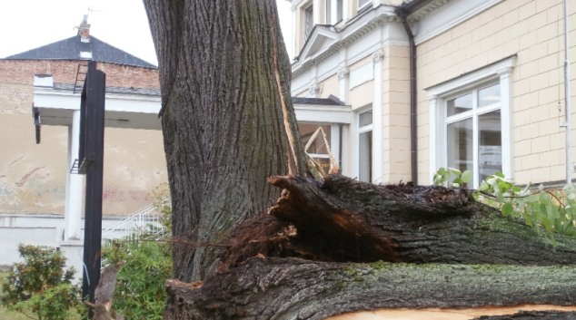 Spadlý strom při bouřce v Šumperku měl prohnilý kmen