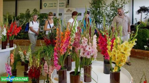Na Floru Olomouc můžete cestovat i se slevou