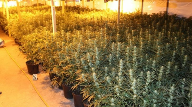 Policejní „Toxi tým“ sklidil úrodu v Olomouci