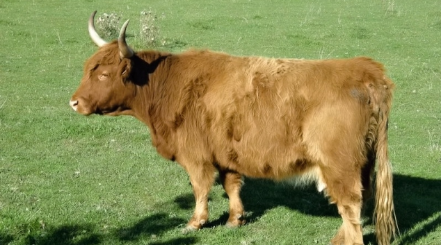 Čtvrt metrákovou krávu ukradli přímo z pastviny
