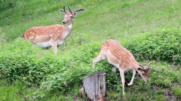 Pytlák postřelil na Uničovsku daňka