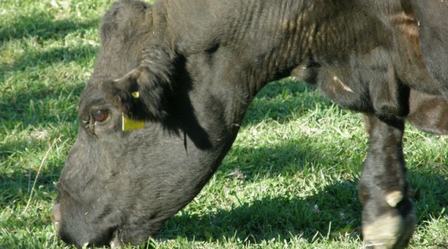 Ve Štítech ukradli z farmy býčka