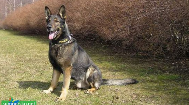 Jesenický policejní pes Falco vystopoval na Nový rok zloděje