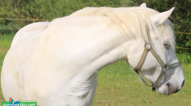 Z pastvy na Jesenicku zmizela bílá klisna