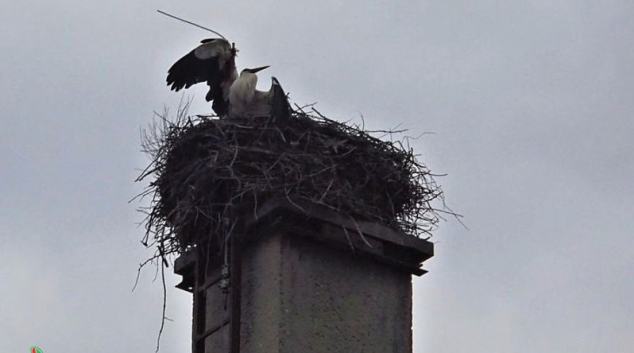 Hasiči na Šumperku zachráňovali zraněného čápa