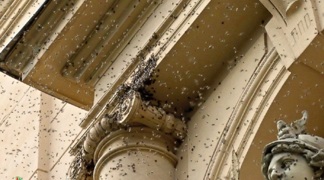 Olomoucký kraj rozdělí 400 tisíc začínajícím včelařů