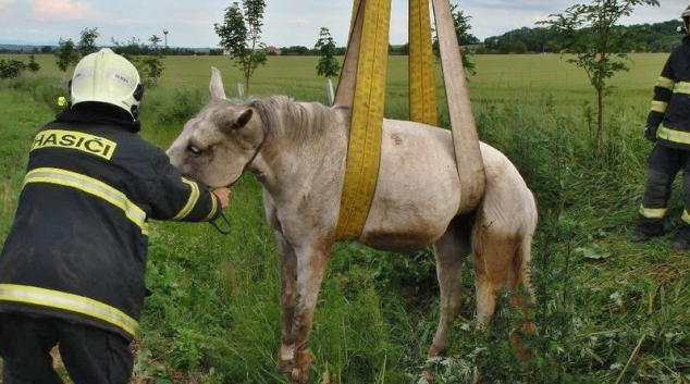 Na Litovelsku hasiči vyprošťovali koně z příkopu