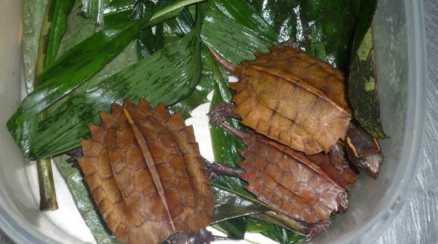 Pašerák vezl v kufru 47 kusů chráněného druhu želv