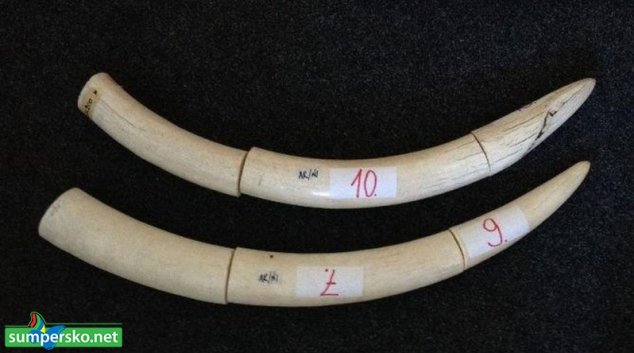 Přes pětatřicet kilo sloních klů skončilo v rukách celníků