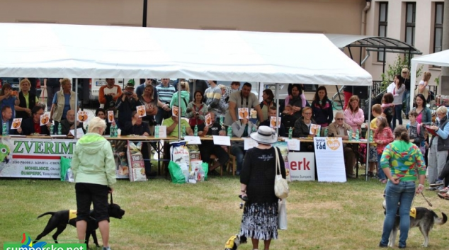 Šumperským Hafanem 2014 se stala kokršpanělka Jessie