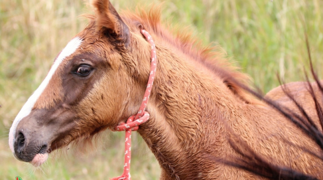 Veterinární správa prověřovala, jestli zase nejíme koninu