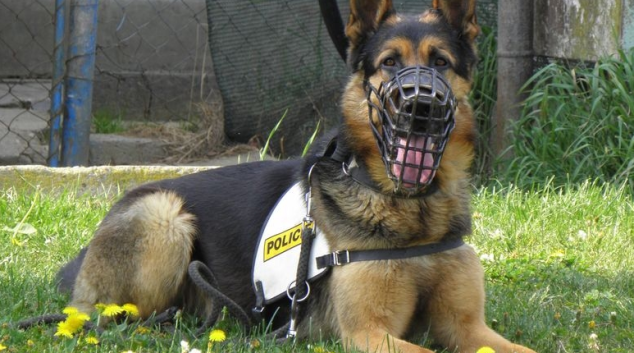 Policejní pes Orin dopadl bytové zloděje