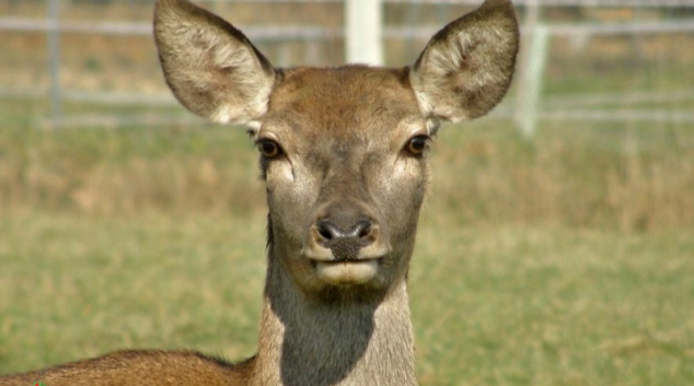 Střet se zvěří způsobil dopravní nehody