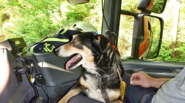 Šumperští profesionální hasiči zachránili psa