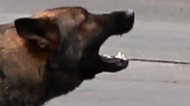 Muž na Jesenicku zastřelil útočícího psa