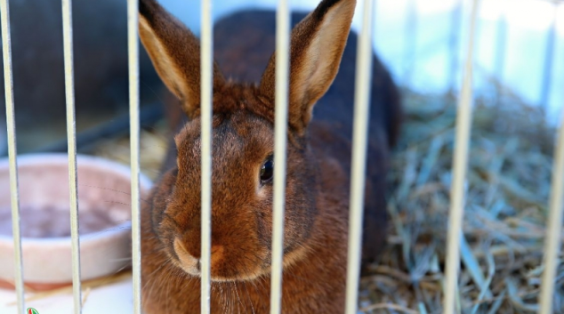 Rapotínskou výstavu chovatelů déšť nepřekazil