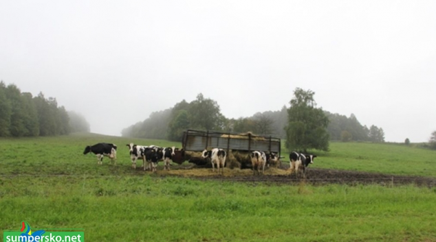 Krávy na jesenických pastvinách ohrožuje střelec s kuší