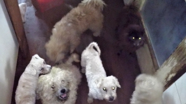 Veterinárně správě se podařilo odhalit množírnu psů v Praze