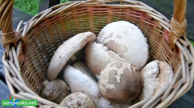 Na Úsovsku se zranil osmdesátiletý muž při sběru hub