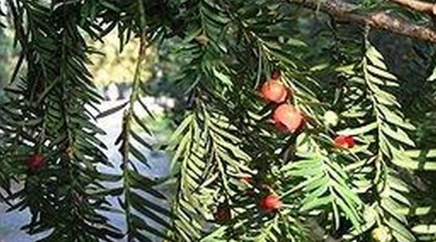 Mladík v Zábřehu chtěl spáchat sebevraždu