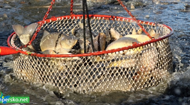 Kapr – tradiční vánoční pokrm