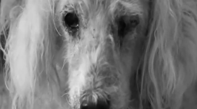 Jedna z cest, jak zabránit „množírnám psů“