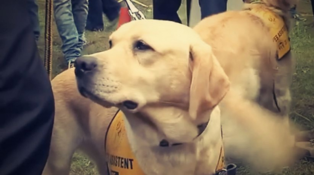 Majitelé canisterapeutických psů v Šumperku jsou osvobozeni od poplatků
