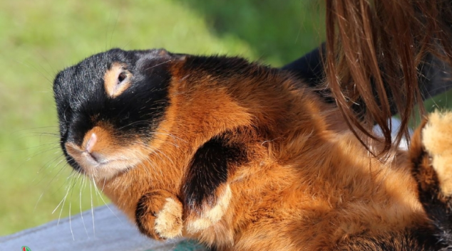 Mohelnická chovatelka přišla o králíky