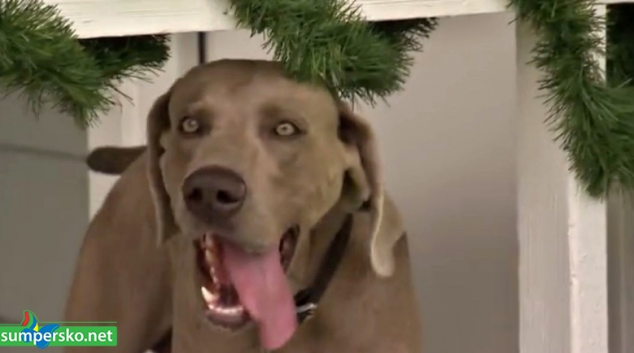 Nezvaný host dům v Šumperku nevykradl, ale zanechal tam psa