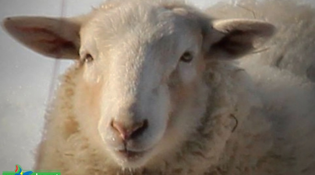 Anonym oznámil týrání ovcí na Šumpersku