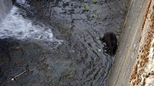 Zábřežští hasiči zachránili uvězněného bobra