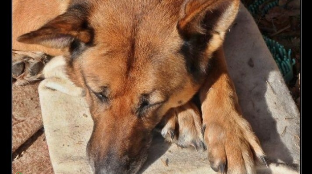 Muž na Jesenicku zastřelil psa, který napadl jeho ovce