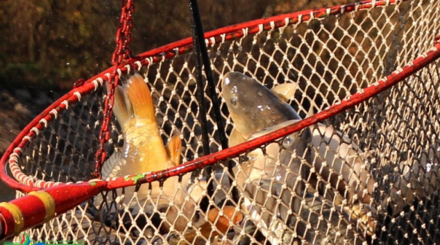 V policejní síti skončila „zlatá rybka“