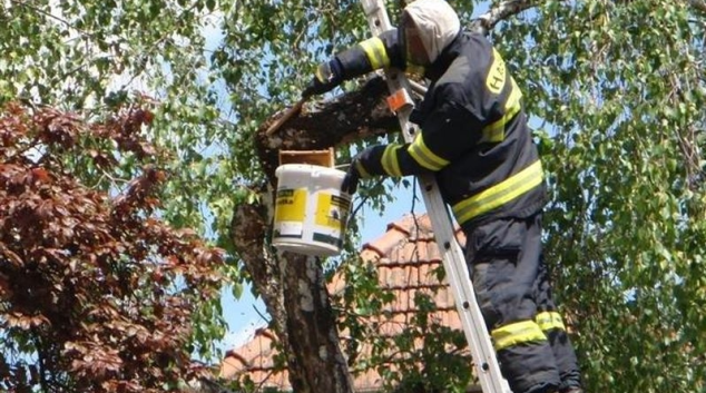 Hasiče v kraji zaměstnává bodavý hmyz