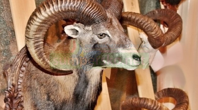 Zloděj ukradl vzduchovky, náboje i lovecké trofeje