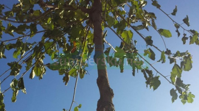 Na Litovelsku si děti vysadily stromořadí