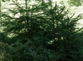 Jarní práce na zahradě jsou zde - zloději ukradli 45 stromků 