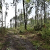 Hejtmanství vydalo zákaz vstupu do některých částí lesů v kraji  zdroj foto: Olk